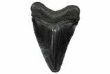 Serrated, Juvenile Megalodon Tooth - South Carolina #302166-1